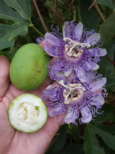 Passionflower (Passiflora incarnata), photograph