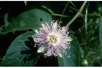 Passionflower (Passiflora incarnata), photograph
