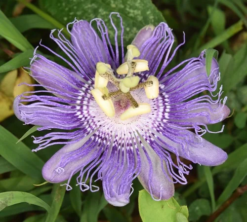 Passionflower (Passiflora incarnata), photograph
