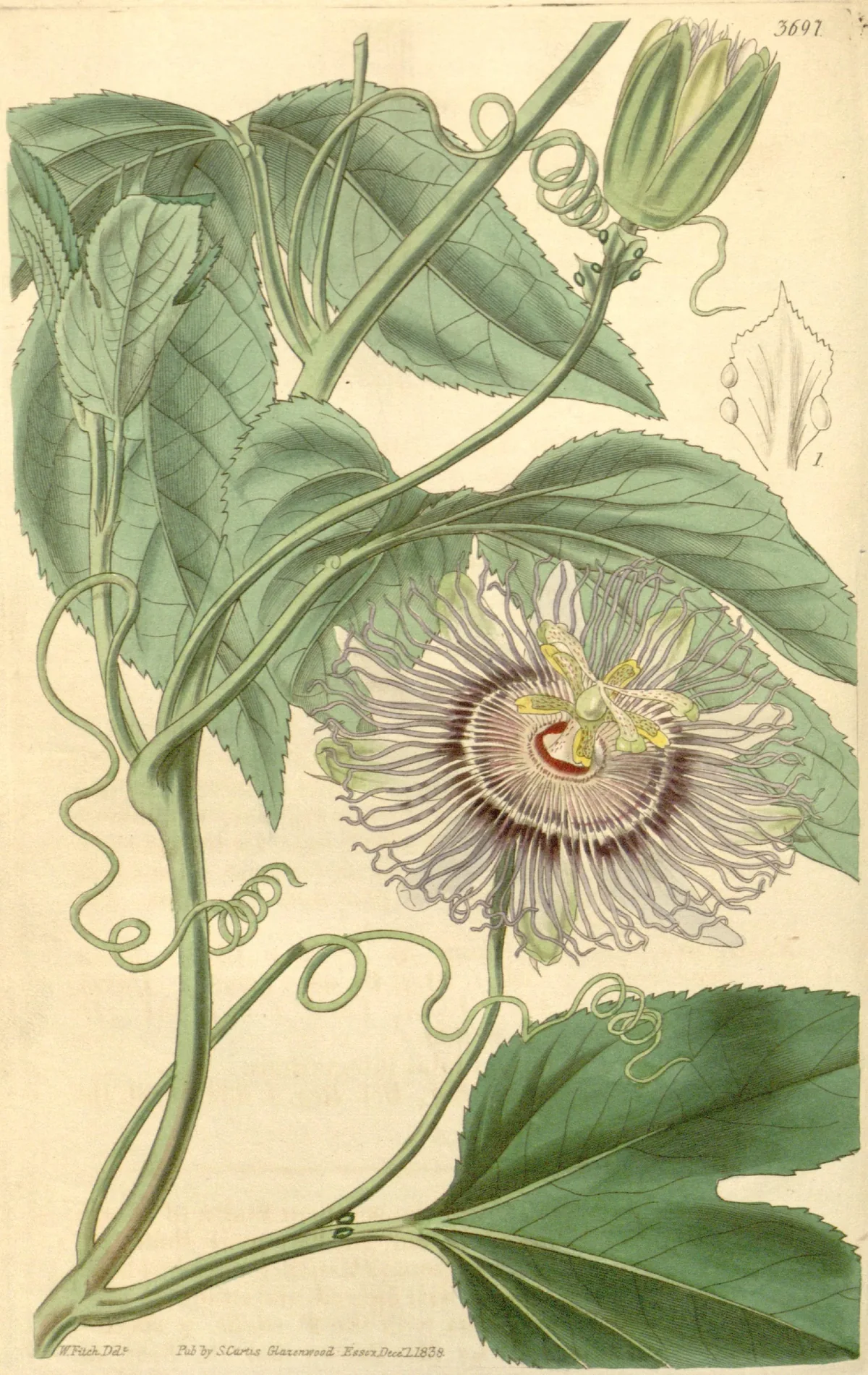 Passionflower (Passiflora incarnata), botanical illustration