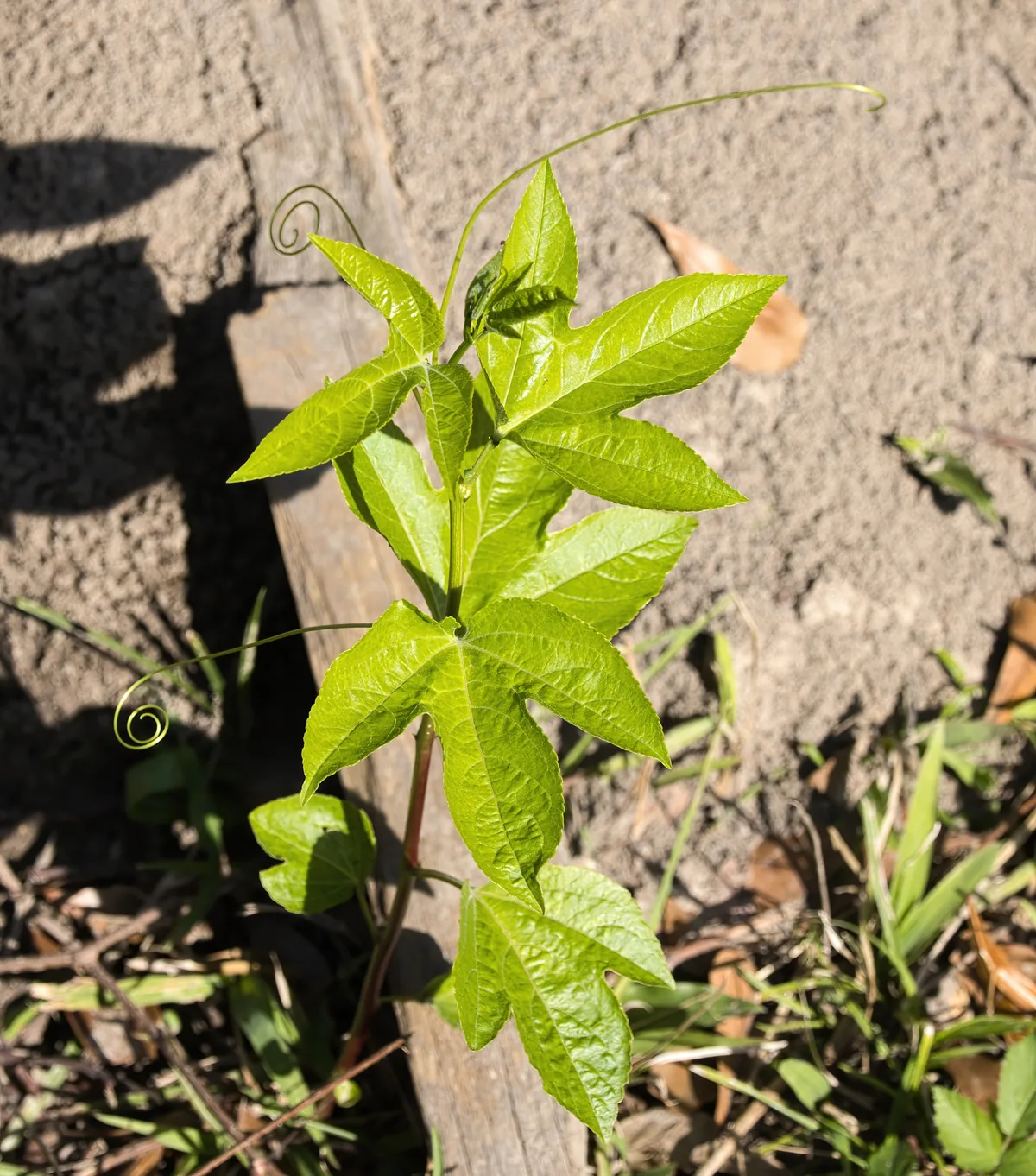 Photo: Lauren McLaurin, via iNaturalist · CC BY · via GBIF passionflower (Passiflora incarnata), photograph