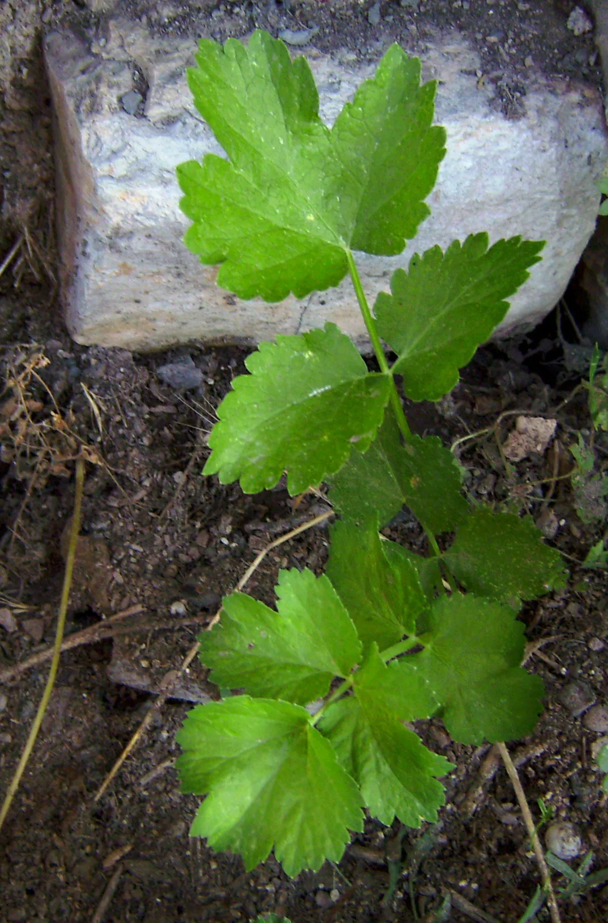 Parsnip (Pastinaca sativa), photograph