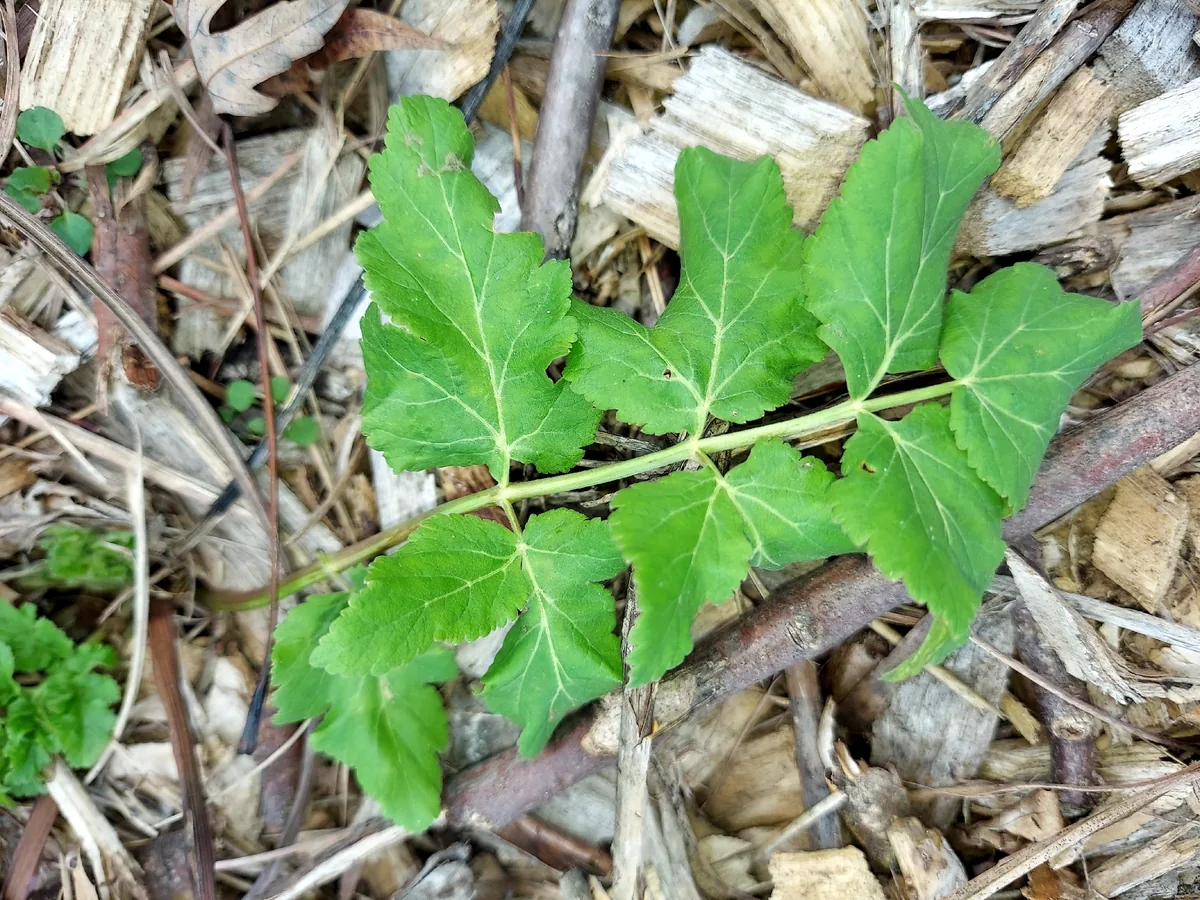 Parsnip (Pastinaca sativa), photograph