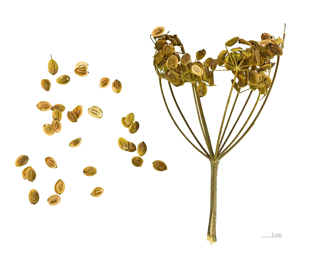Parsnip (Pastinaca sativa), photograph