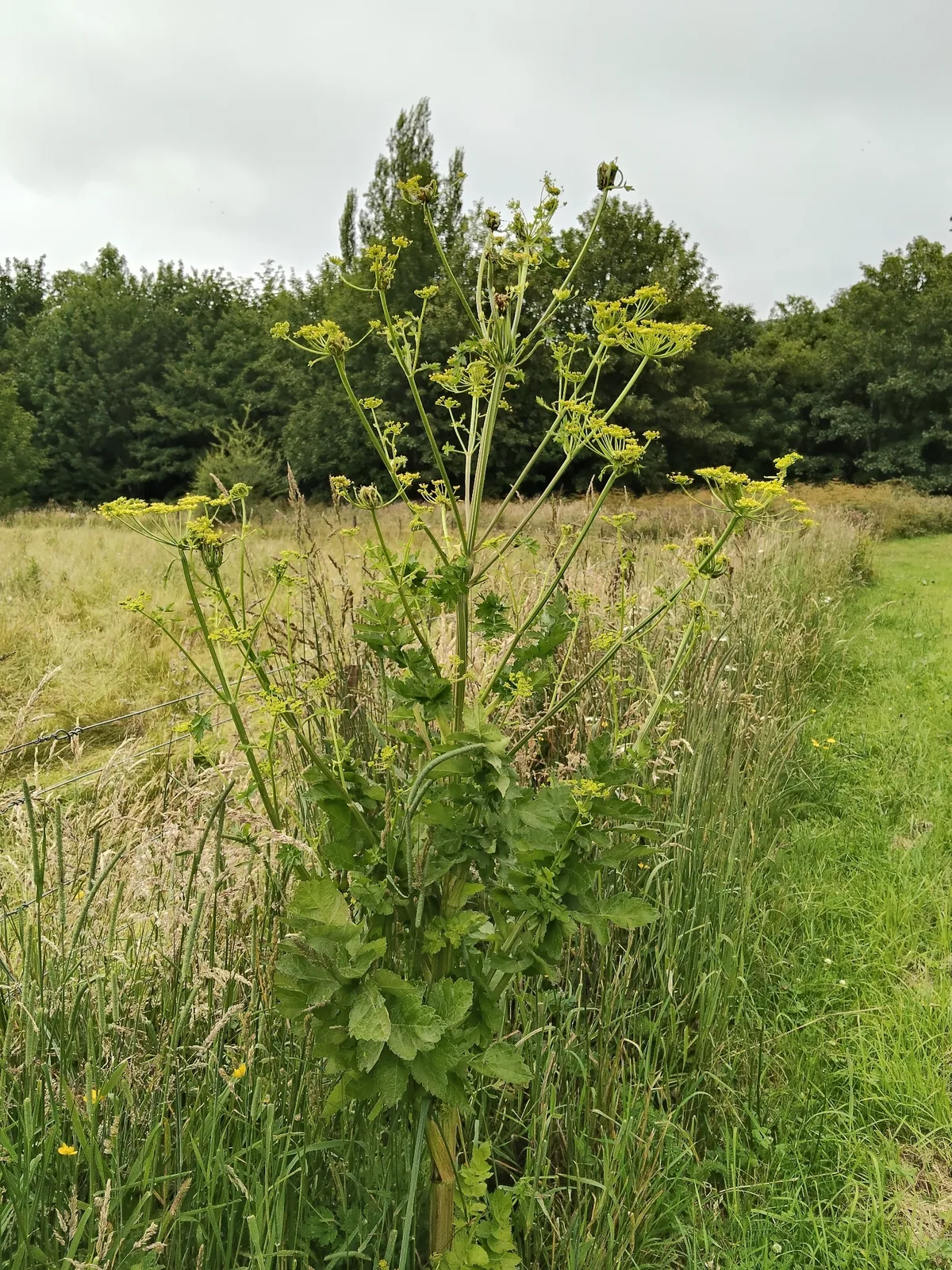 Photo: John Barkla, via iNaturalist · CC BY · via GBIF Parsnip (Pastinaca sativa), photograph