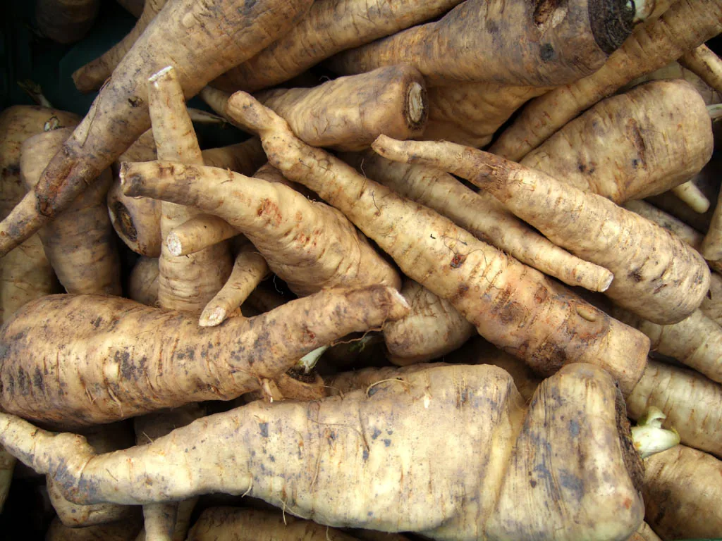 Photo: Zyance · CC BY-SA 2.5 · via Wikimedia Commons parsnip (Pastinaca sativa), photograph