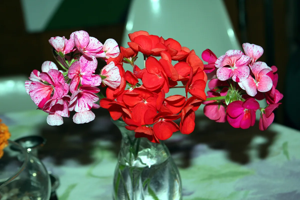 Photo: Hardyplants · CC0 · via Wikimedia Commons geranium (Pelargonium × hortorum), photograph