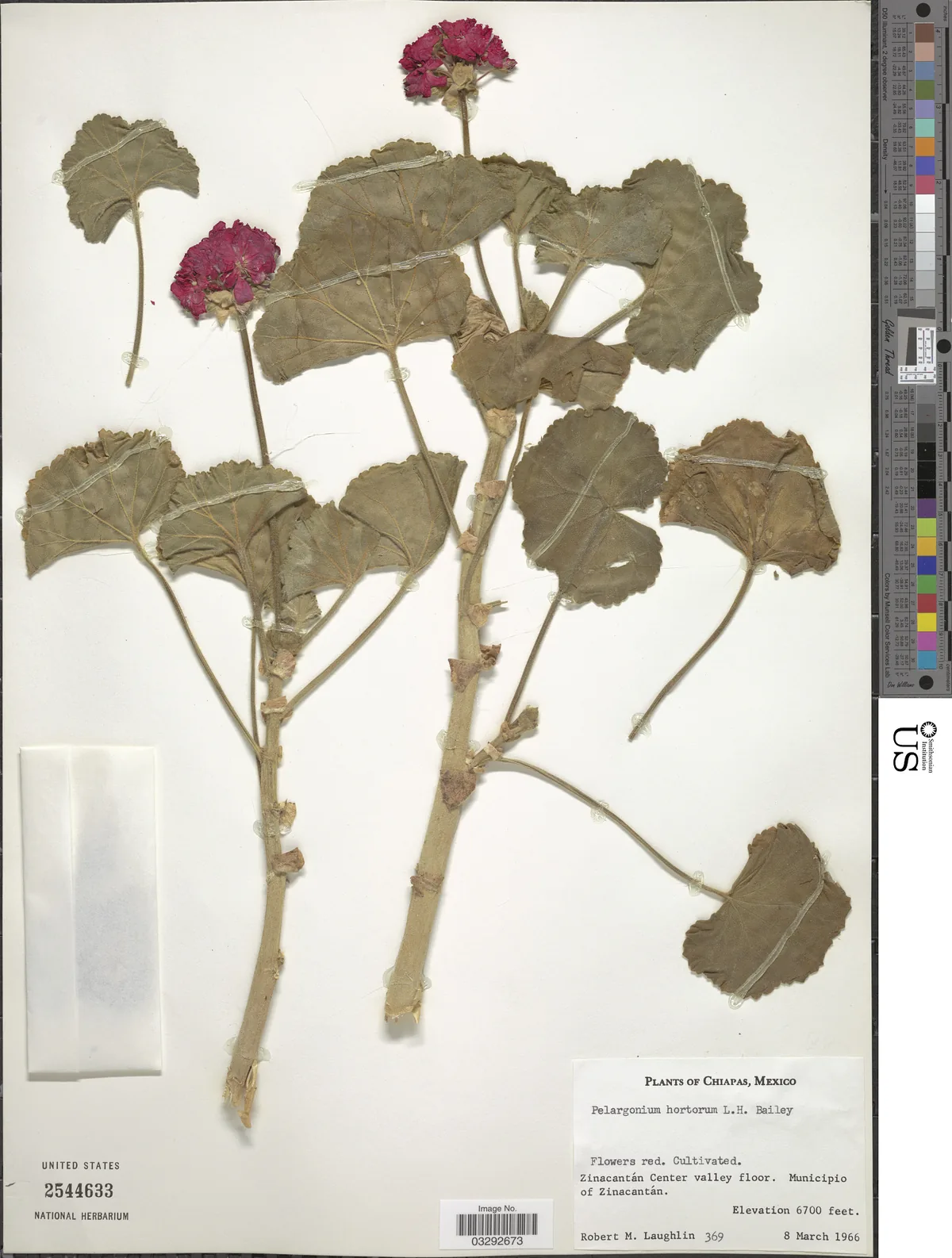 Geranium (Pelargonium × hortorum), photograph