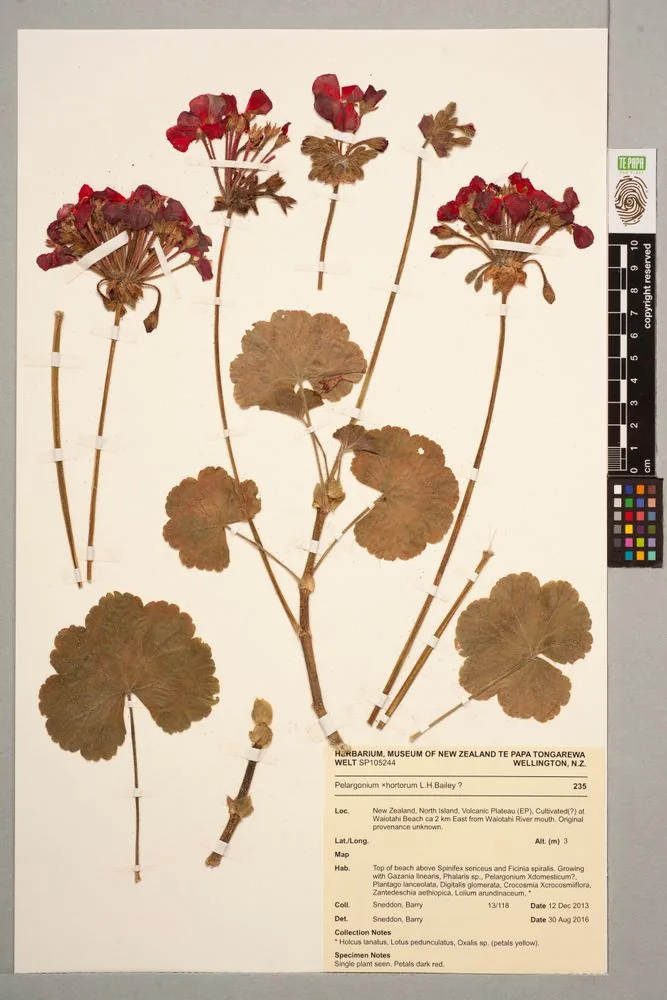 Geranium (Pelargonium × hortorum), photograph