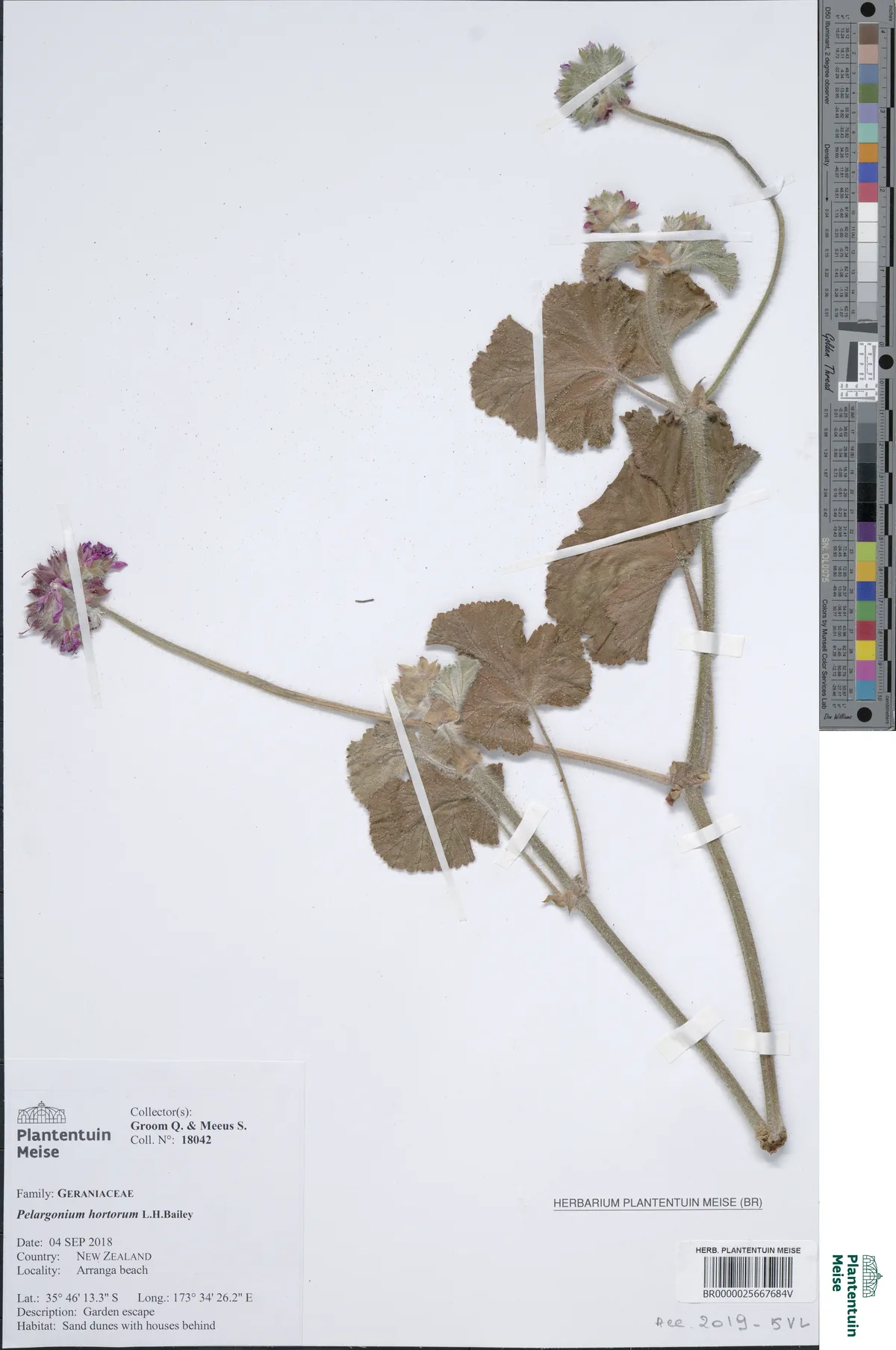 Photo: Meise Botanic Garden · CC BY · via GBIF Geranium (Pelargonium × hortorum), photograph
