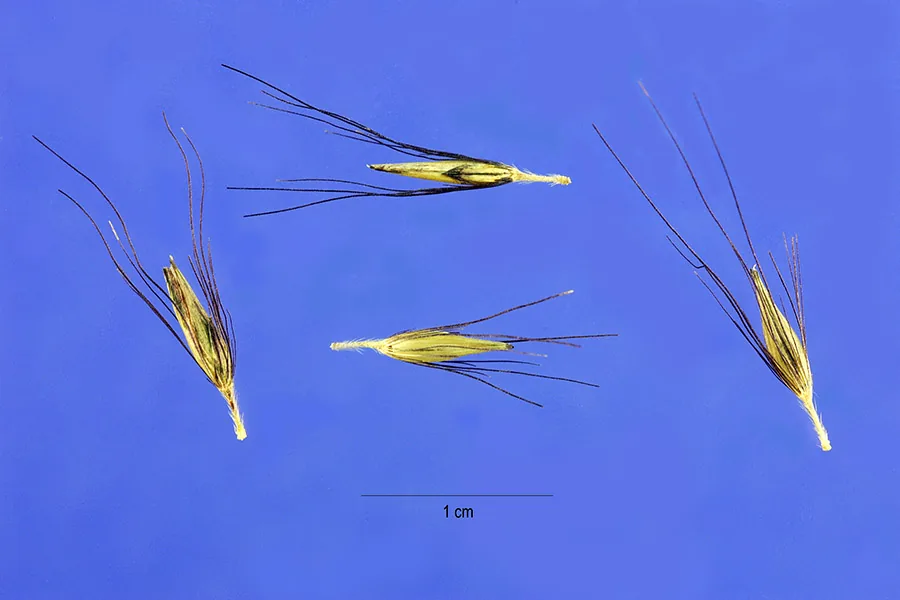 Fountain Grass (Pennisetum alopecuroides), photograph