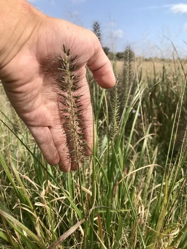 Photo: (c) Chase Mathey, some rights reserved (CC BY) · cc-by · via iNaturalist Fountain Grass (Pennisetum alopecuroides), photograph