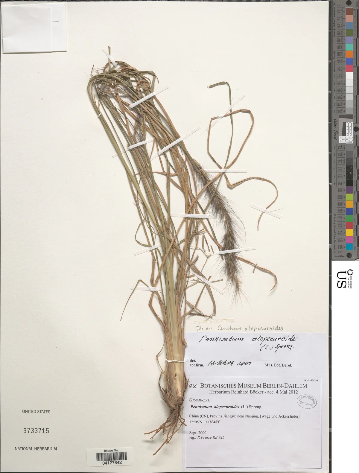 Fountain Grass (Pennisetum alopecuroides), photograph