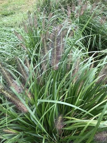 Photo: (c) Andrew Conboy, some rights reserved · CC BY · via iNaturalist fountain grass (Pennisetum alopecuroides), photograph