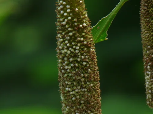 Pearl Millet (Pennisetum glaucum), photograph
