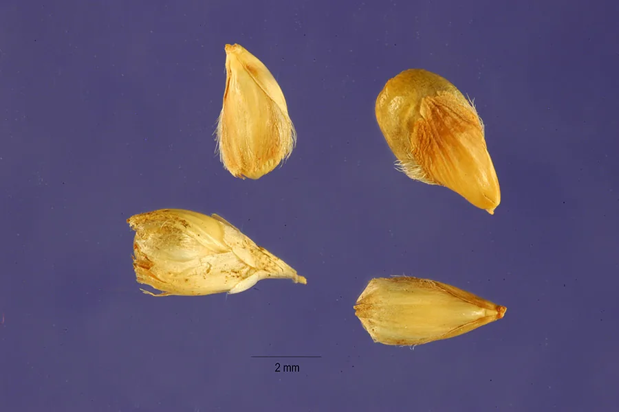 Pearl Millet (Pennisetum glaucum), photograph