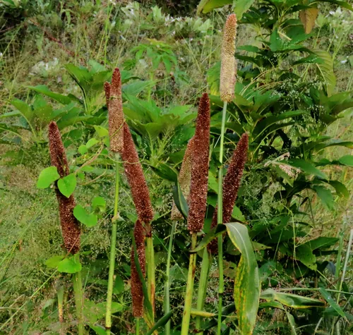 Photo: (c) Tom Riggle, some rights reserved · CC BY-SA · via iNaturalist pearl millet (Pennisetum glaucum), photograph