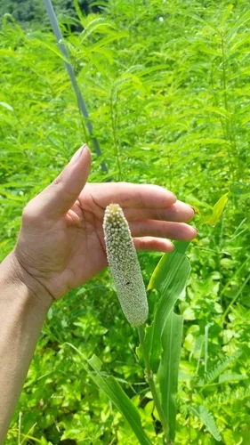 Pearl Millet (Pennisetum glaucum), photograph
