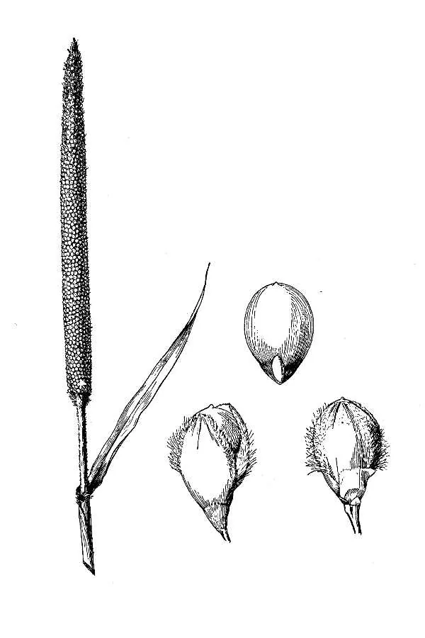 Pearl Millet (Pennisetum glaucum), botanical illustration