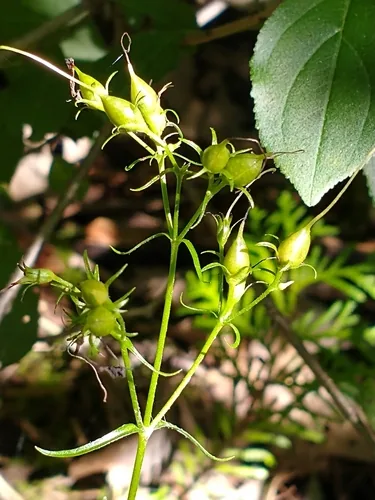 Penstemon Digitalis (Penstemon digitalis), photograph
