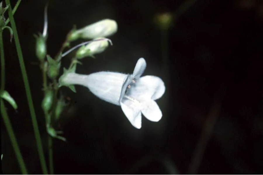Penstemon Digitalis (Penstemon digitalis), photograph