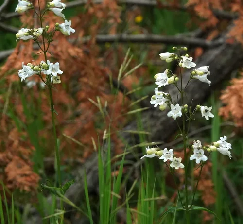 Penstemon Digitalis (Penstemon digitalis), photograph
