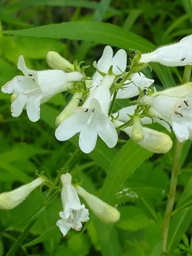 Penstemon, photograph