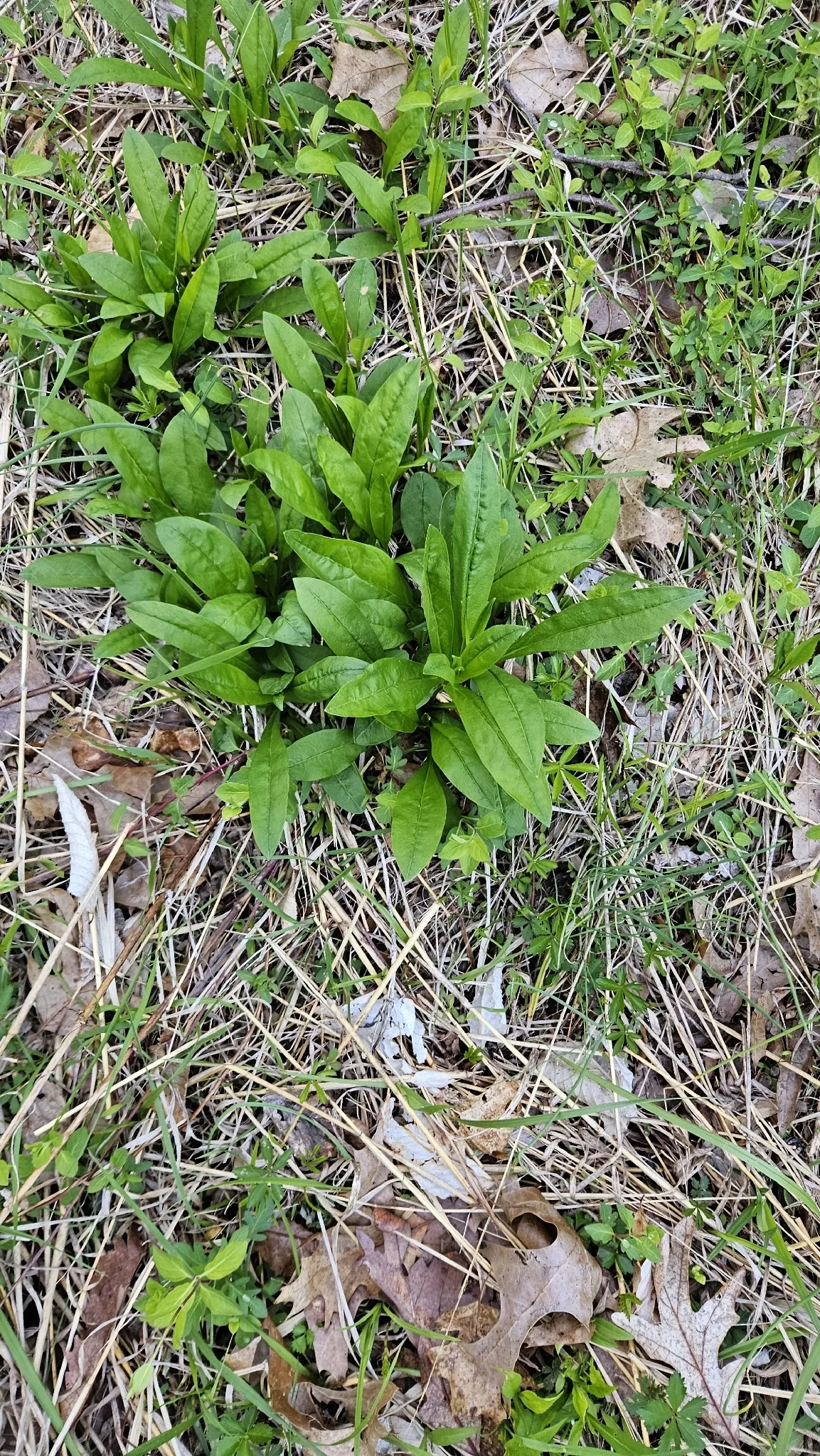 Penstemon Digitalis (Penstemon digitalis), photograph