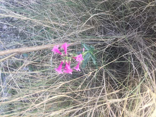 Penstemon (Penstemon parryi), photograph