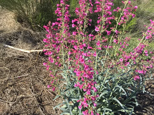 Photo: (c) CK2AZ, some rights reserved (CC BY) · cc-by · via iNaturalist Penstemon (Penstemon parryi), photograph