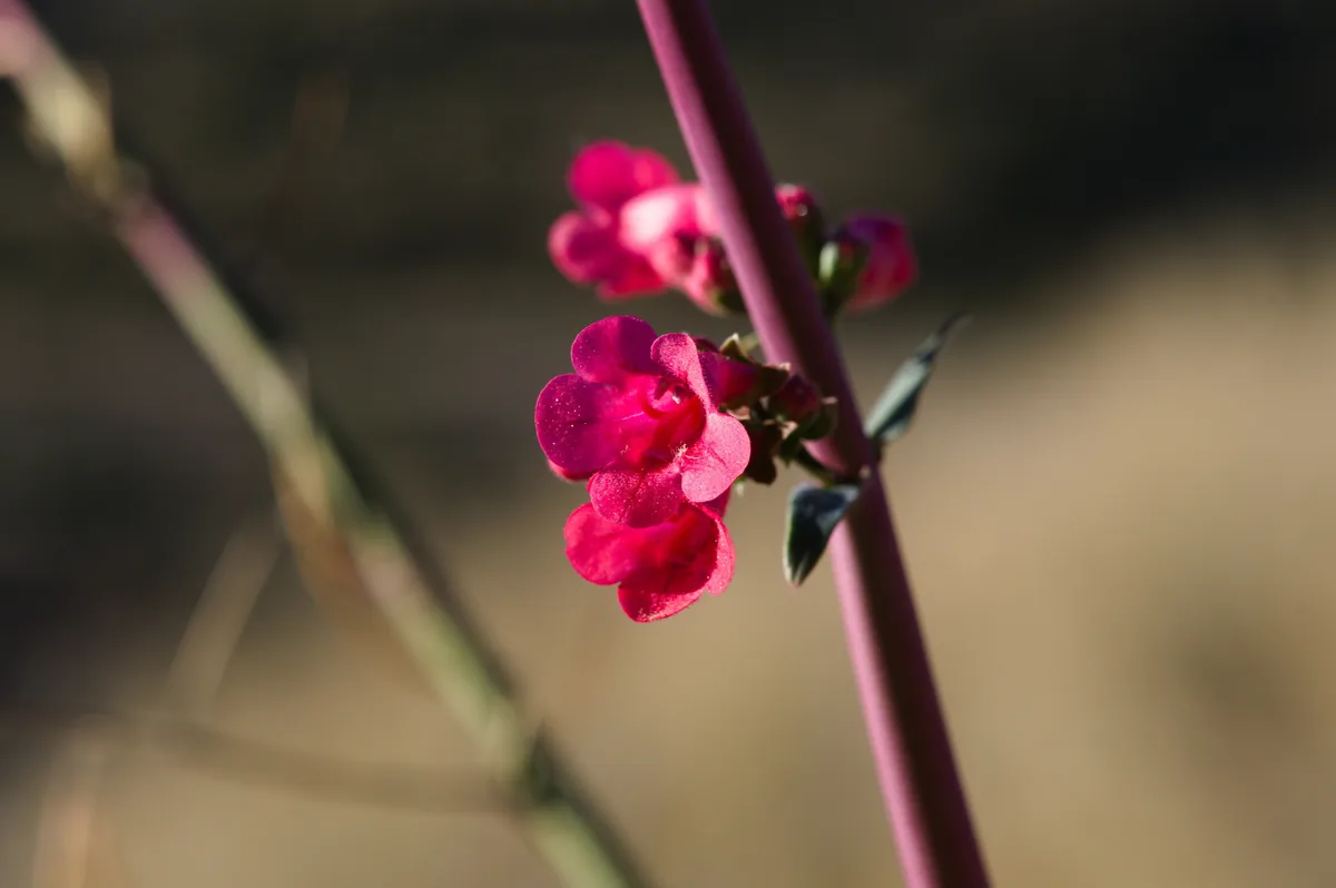 Penstemon (Penstemon parryi), photograph