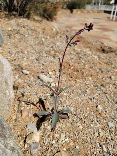 Penstemon (Penstemon parryi), photograph