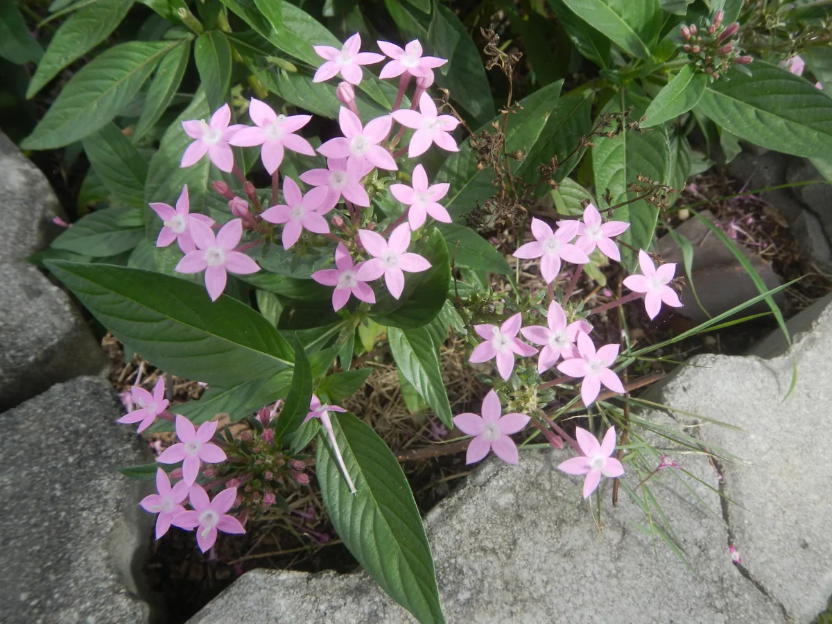 Pentas (Pentas lanceolata), photograph