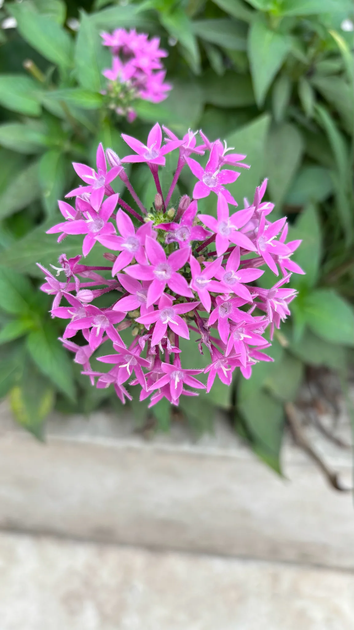 Photo: capacoscar, via iNaturalist · CC BY · via GBIF Pentas (Pentas lanceolata), photograph