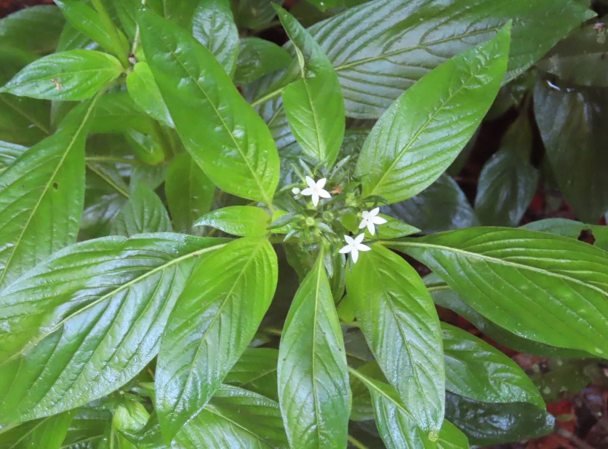Pentas (Pentas lanceolata), photograph