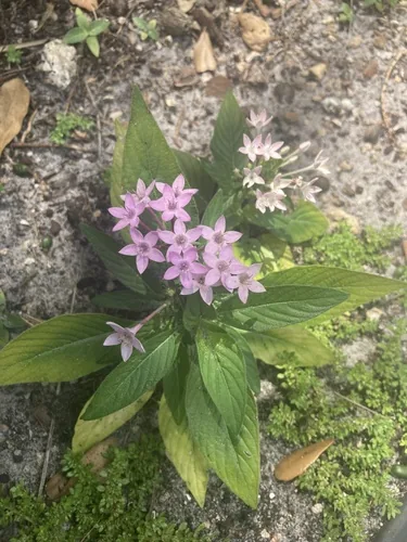Pentas (Pentas lanceolata), photograph