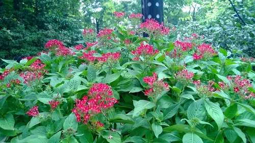 Pentas (Pentas lanceolata), photograph