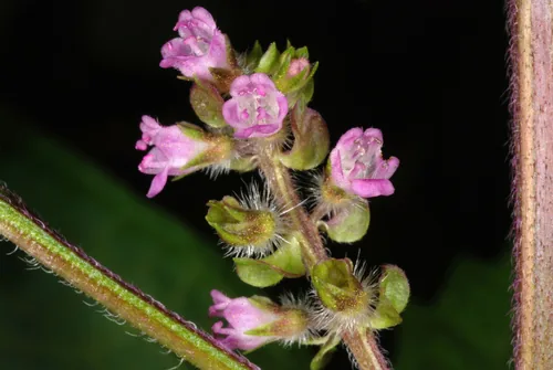 shiso (Perilla frutescens), photograph