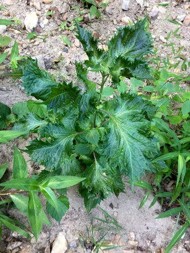 Photo: (c) Katja Schulz, some rights reserved · CC BY · via iNaturalist shiso (Perilla frutescens), photograph