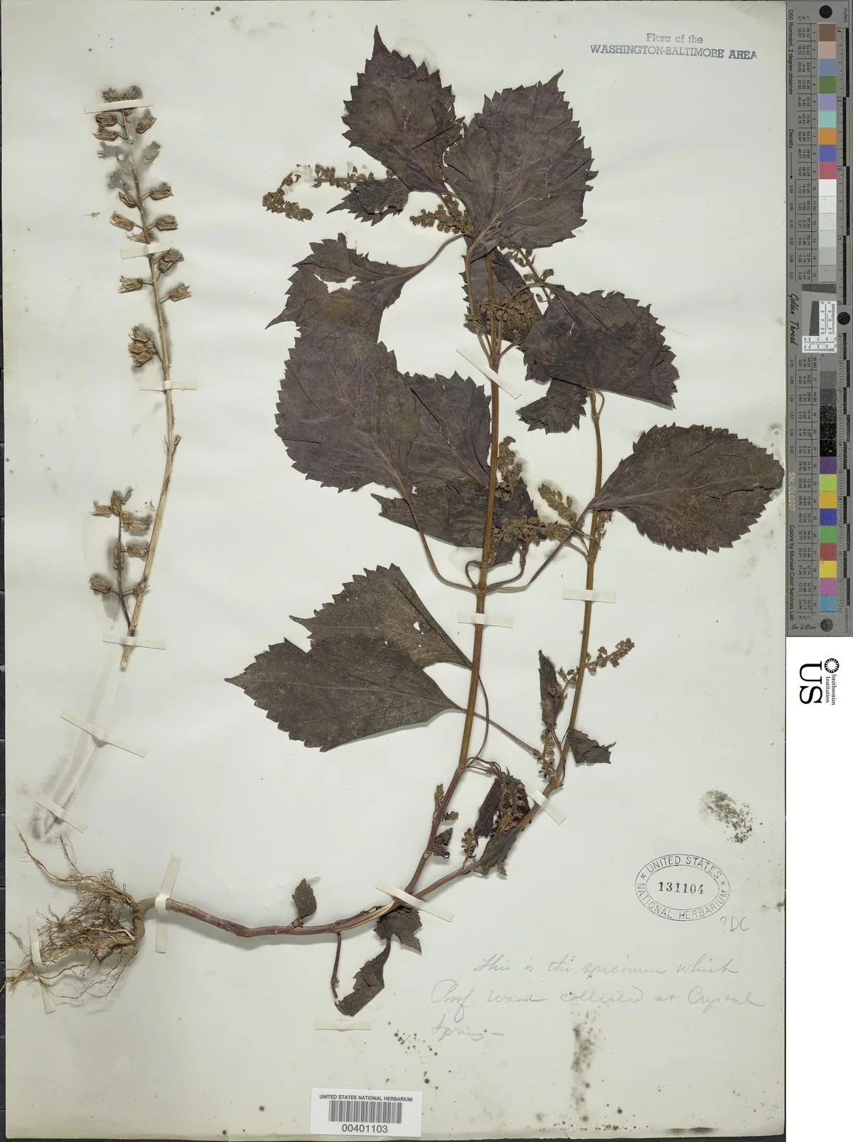 shiso (Perilla frutescens), photograph