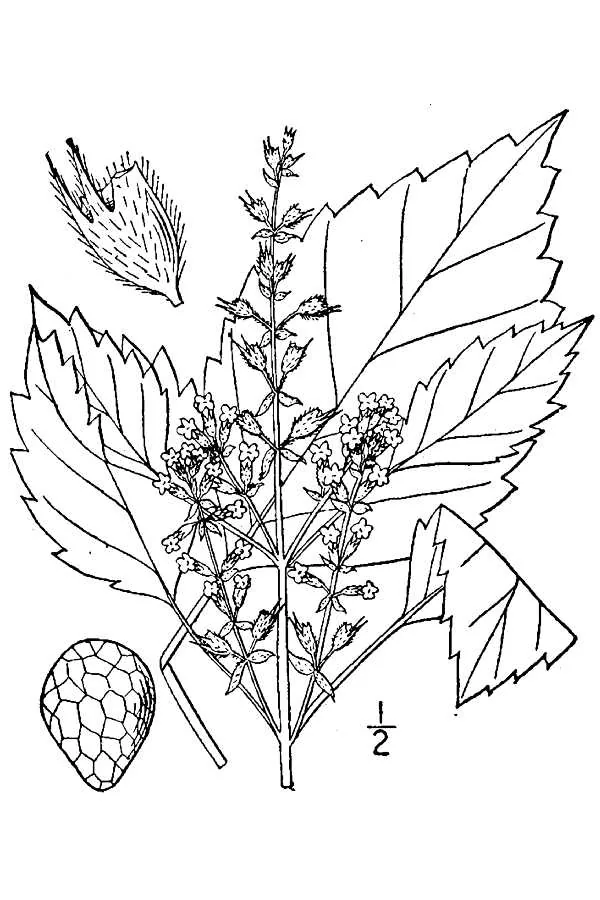 shiso (Perilla frutescens), botanical illustration