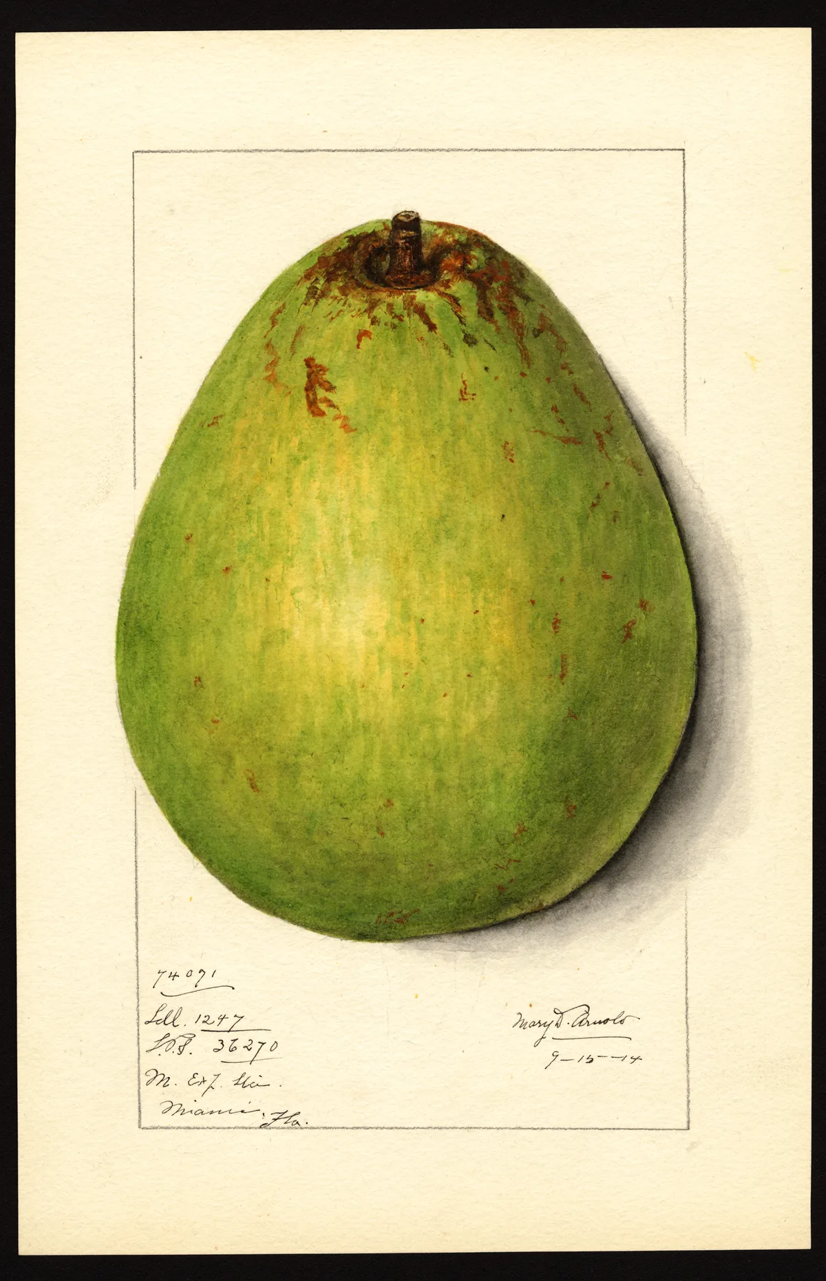 avocado (Persea americana), botanical illustration
