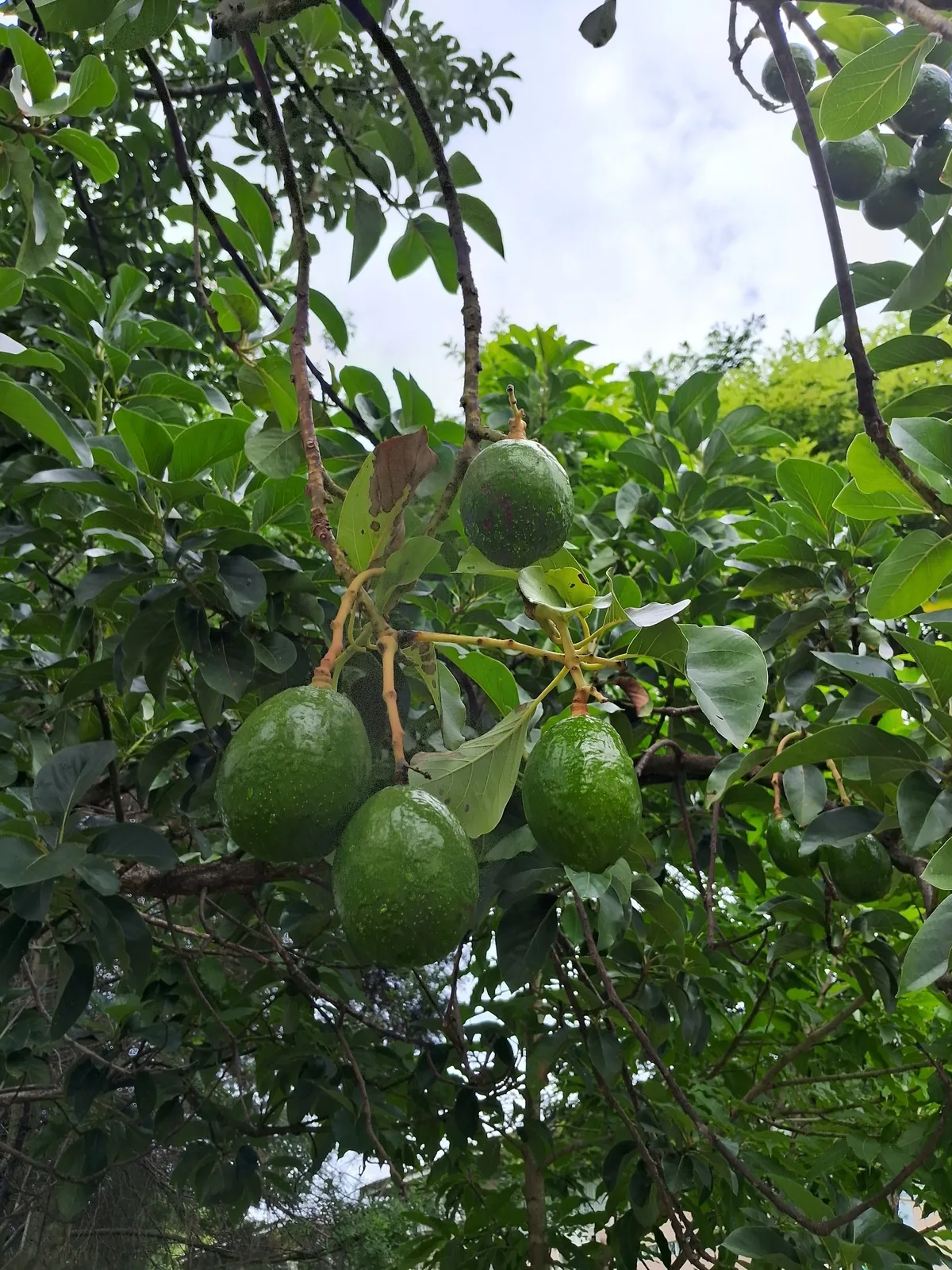 Photo: Hugo Saulino, via iNaturalist · CC0 · via GBIF Avocado, photograph