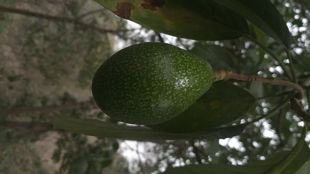 avocado (Persea americana), photograph