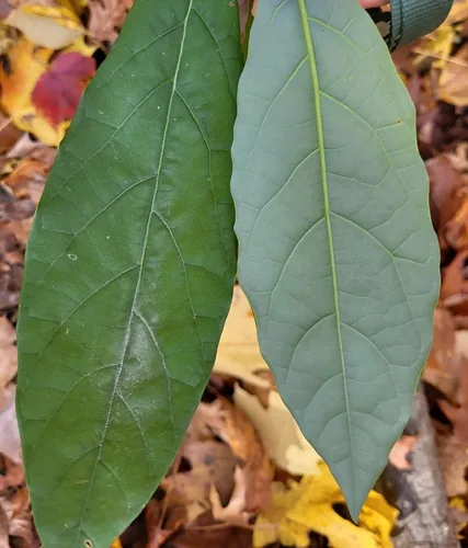 Photo: (c) Zihao Wang, some rights reserved (CC BY) · cc-by · via iNaturalist avocado (Persea americana), photograph