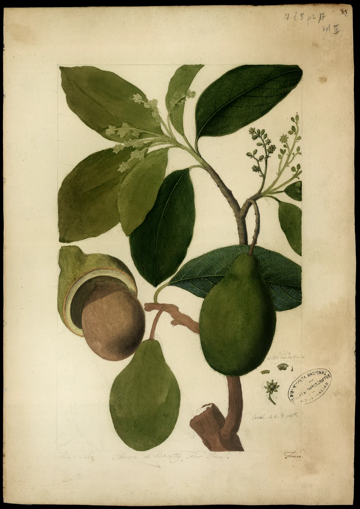 avocado (Persea americana), botanical illustration