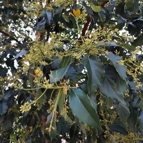 avocado (Persea americana), photograph