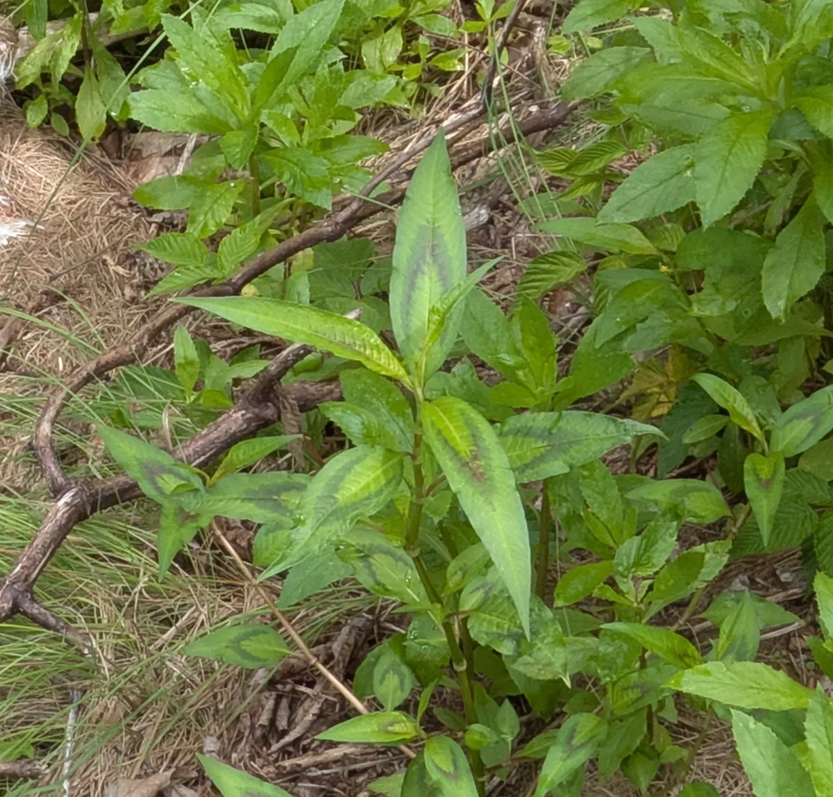 Vietnamese Coriander (Persicaria odorata), photograph