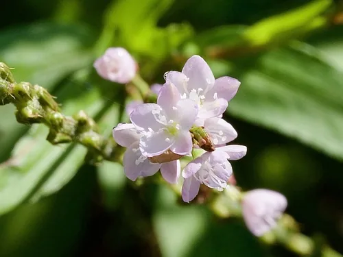 Photo: (c) りなべる, some rights reserved (CC BY) · cc-by · via iNaturalist Vietnamese Coriander (Persicaria odorata), photograph