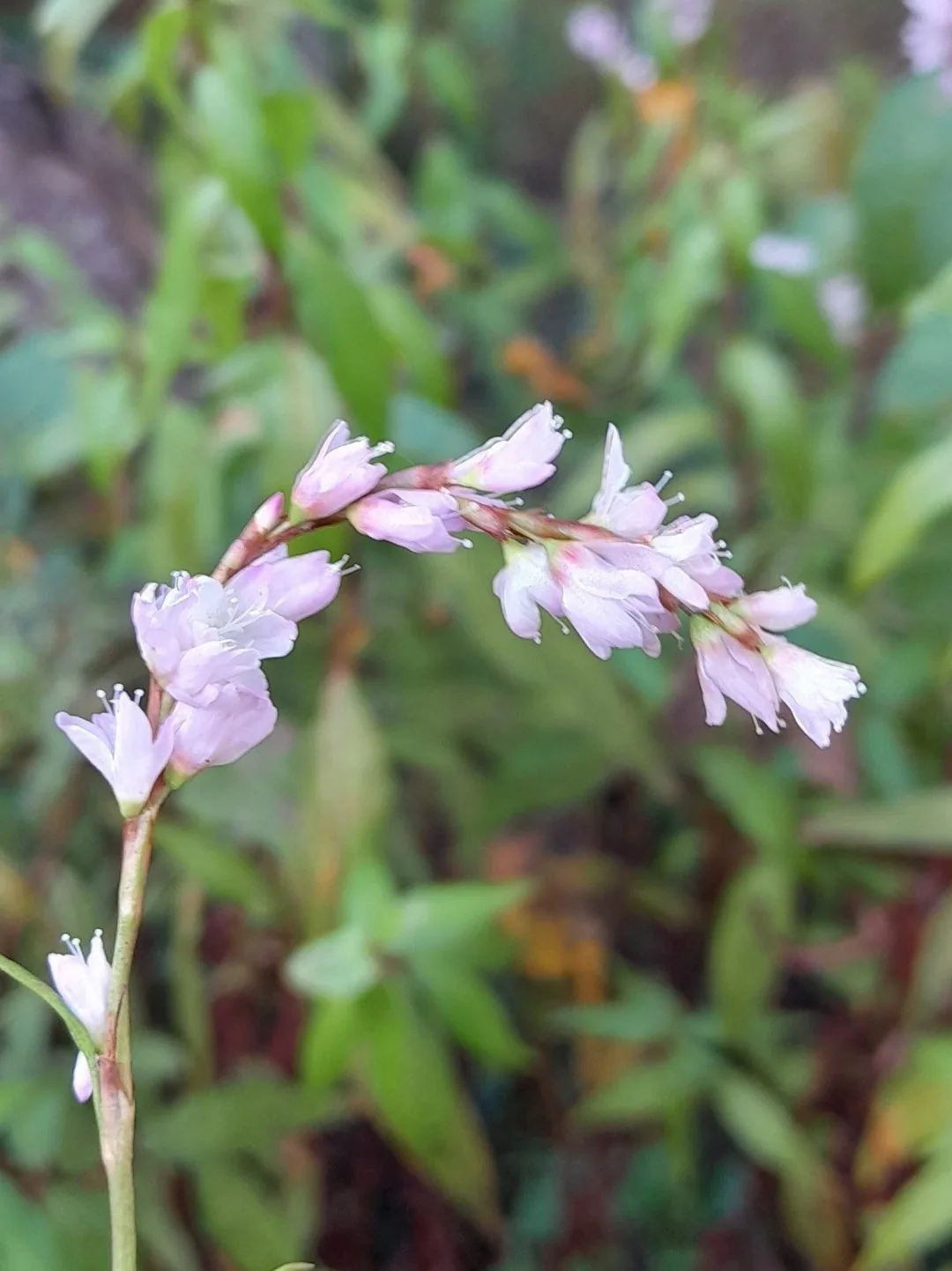 Vietnamese Coriander (Persicaria odorata), photograph